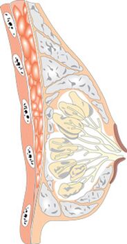 La structure du sein féminin